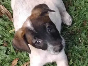 Cachorro raça SRD-ViraLata idade 2 a 6 meses nome Pera