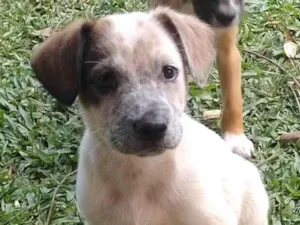 Cachorro raça SRD-ViraLata idade 2 a 6 meses nome Kiwi