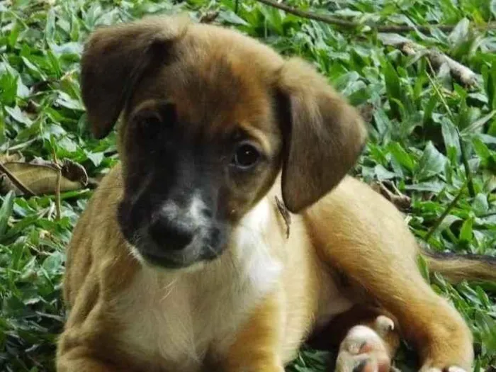 Cachorro ra a SRD-ViraLata idade 2 a 6 meses nome Pitaia