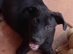 Cachorro raça SRD-ViraLata idade 2 a 6 meses nome Malagueta