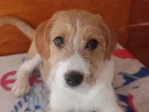 Cachorro raça SRD-ViraLata idade 2 a 6 meses nome Menino