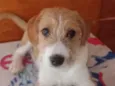 Menino