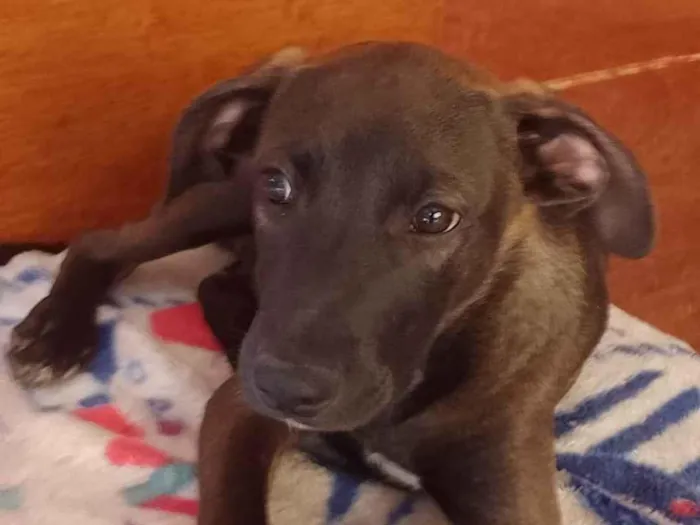 Cachorro ra a SRD-ViraLata idade 2 a 6 meses nome Chorão