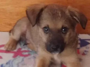 Cachorro raça SRD-ViraLata idade 2 a 6 meses nome Nino