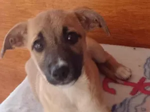 Cachorro raça SRD-ViraLata idade 2 a 6 meses nome Max