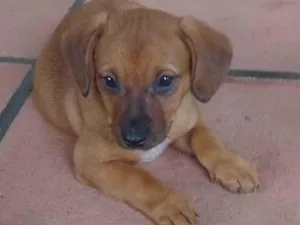 Cachorro raça SRD-ViraLata idade 2 a 6 meses nome Mate