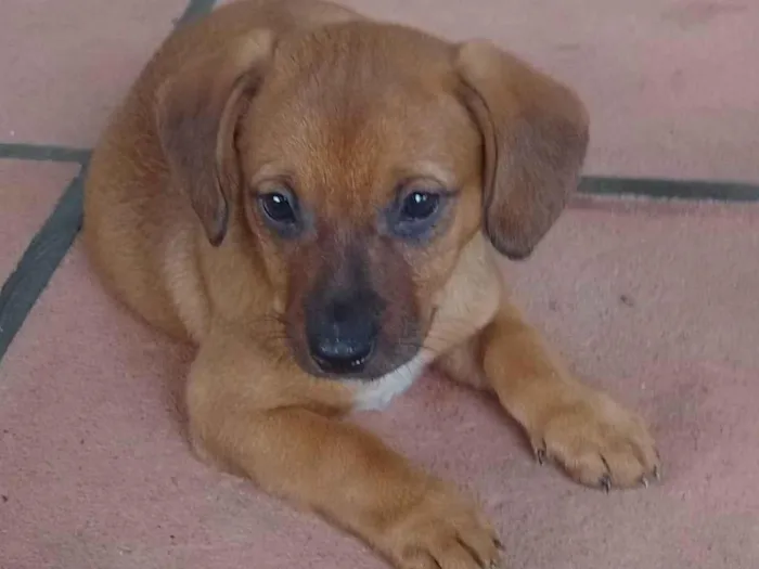 Cachorro ra a SRD-ViraLata idade 2 a 6 meses nome Mate
