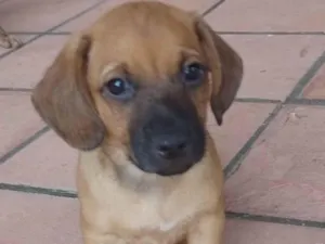 Cachorro raça SRD-ViraLata idade 2 a 6 meses nome Mané