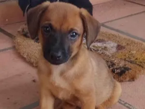 Cachorro raça SRD-ViraLata idade 2 a 6 meses nome Manú