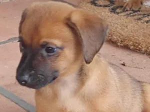 Cachorro raça SRD-ViraLata idade 2 a 6 meses nome Maia 
