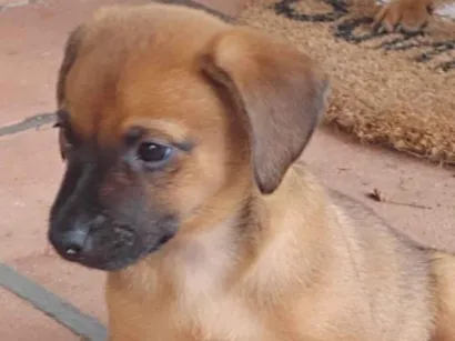 Cachorro raça SRD-ViraLata idade 2 a 6 meses nome Maia 