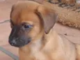 Maia