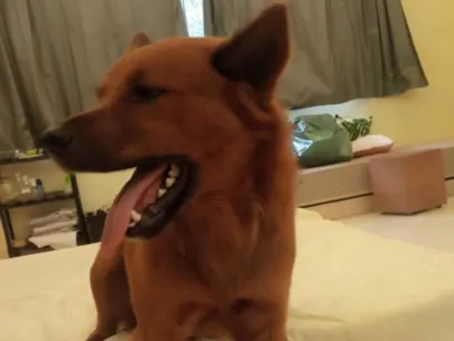 Cachorro raça Chow Chow idade 1 ano nome Apollo