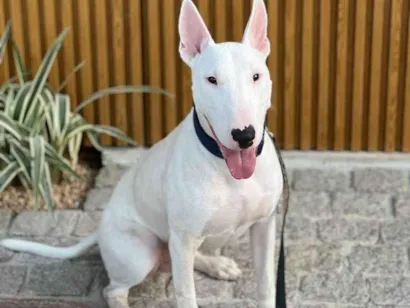 Cachorro raça SRD-ViraLata idade 4 anos nome Luke