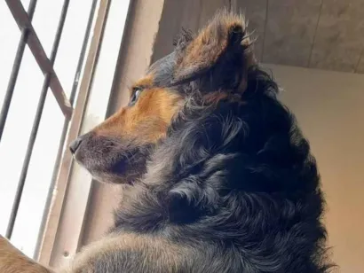 Cachorro raça SRD-ViraLata idade 2 a 6 meses nome Rubens Marvão 