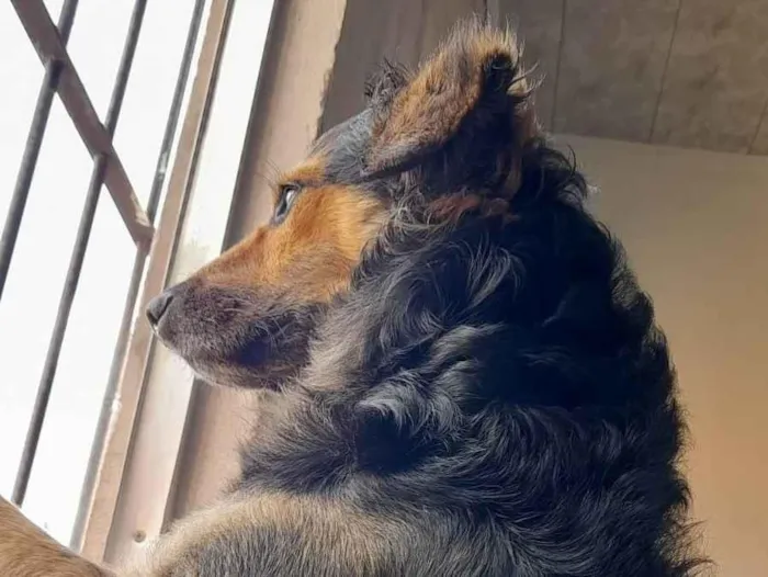 Cachorro ra a SRD-ViraLata idade 2 a 6 meses nome Rubens Marvão 
