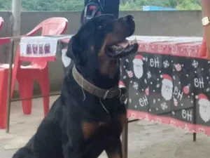 Cachorro raça Rottweiler idade 7 a 11 meses nome Rot