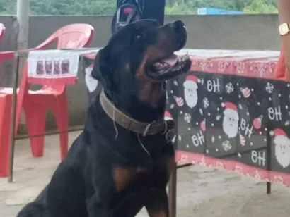 Cachorro raça Rottweiler idade 7 a 11 meses nome Rot