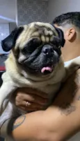 Pug