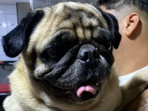 Cachorro raça Bulldog idade 3 anos nome Pug