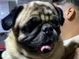 Pug