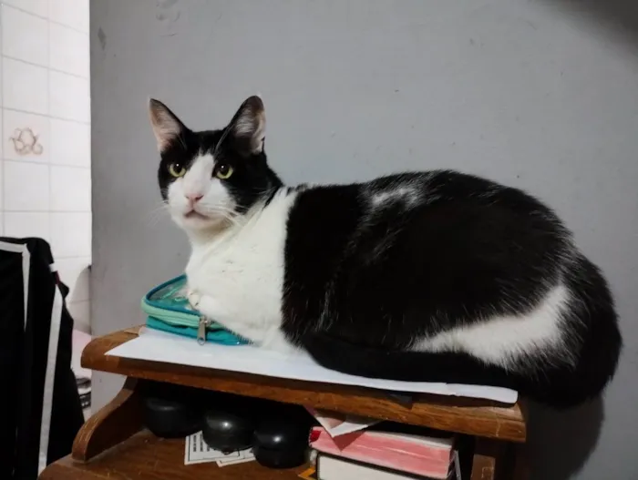 Gato ra a American Shorthair idade 6 ou mais anos nome Frajola
