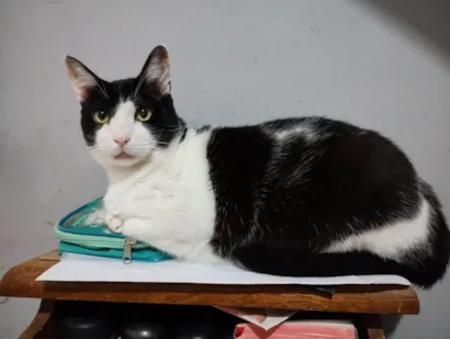 Gato raça American Shorthair idade 6 ou mais anos nome Frajola