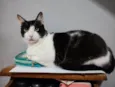 Frajola
