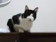Frajola