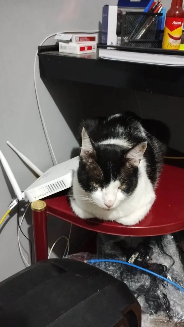 Gato ra a American Shorthair idade 6 ou mais anos nome Frajola