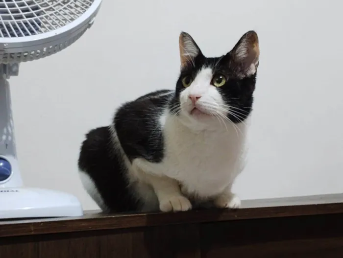 Gato ra a American Shorthair idade 6 ou mais anos nome Frajola