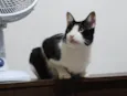 Frajola
