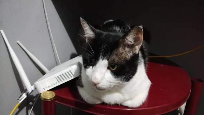 Gato ra a American Shorthair idade 6 ou mais anos nome Frajola