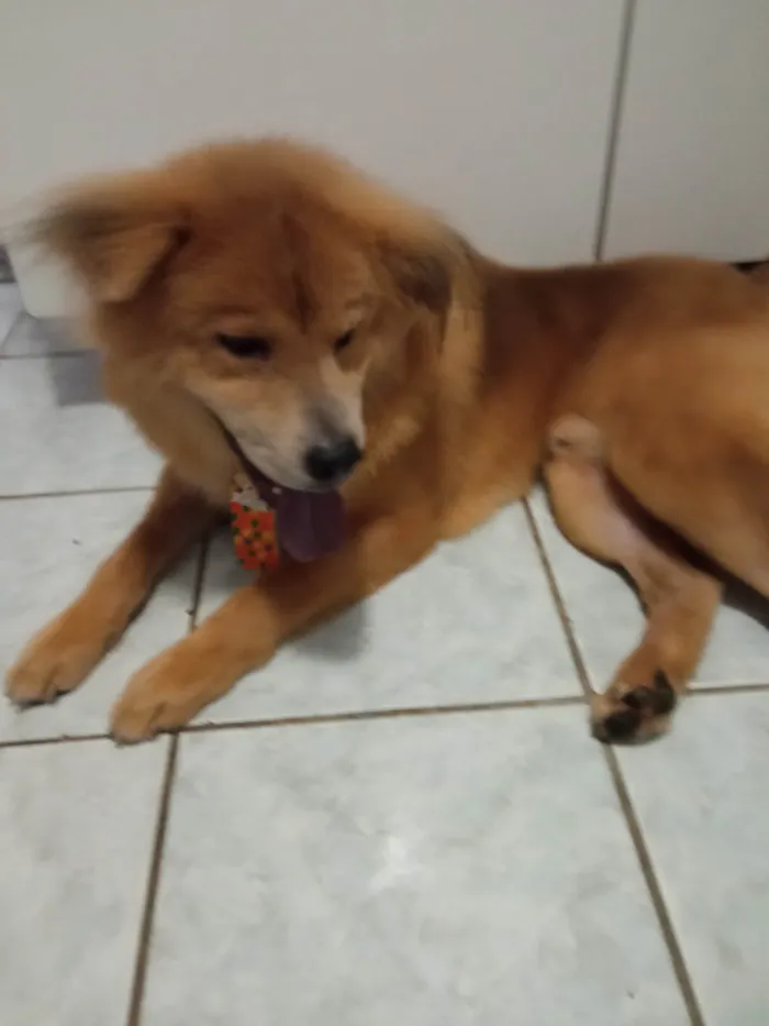 Cachorro ra a Chow Chow idade 1 ano nome Cheick