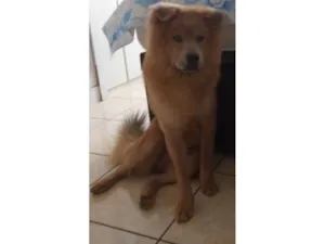 Cachorro raça Chow Chow idade 1 ano nome Cheick