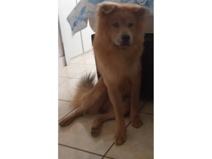 Cachorro ra a Chow Chow idade 1 ano nome Cheick