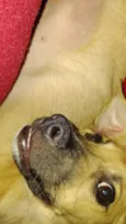 Teddy