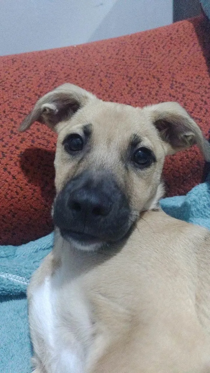 Cachorro ra a SRD-ViraLata idade 2 a 6 meses nome Teddy