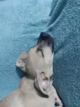 Teddy