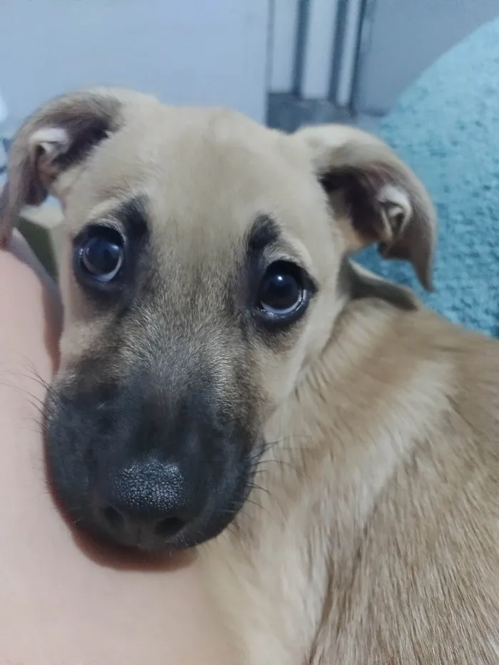 Cachorro ra a SRD-ViraLata idade 2 a 6 meses nome Teddy