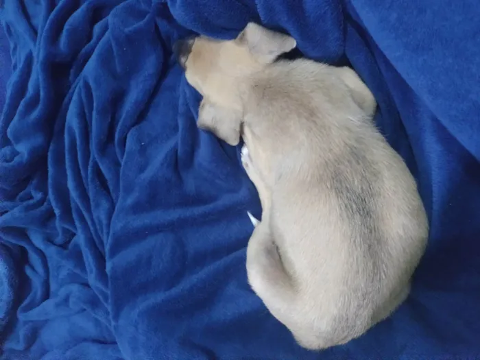 Cachorro ra a SRD-ViraLata idade 2 a 6 meses nome Teddy