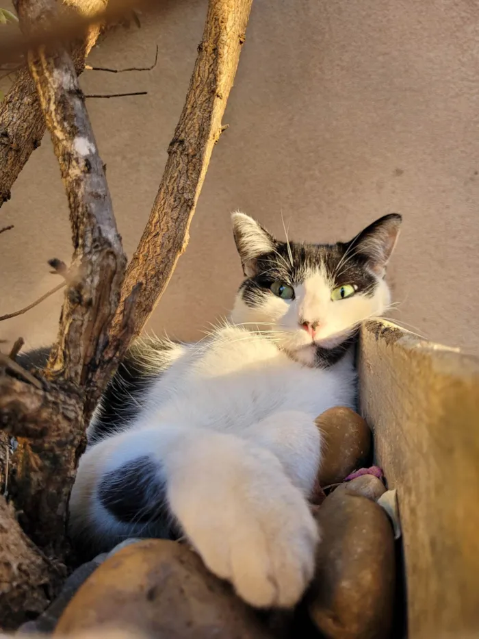 Gato ra a SRD-ViraLata idade 4 anos nome SAzuke (SASK)
