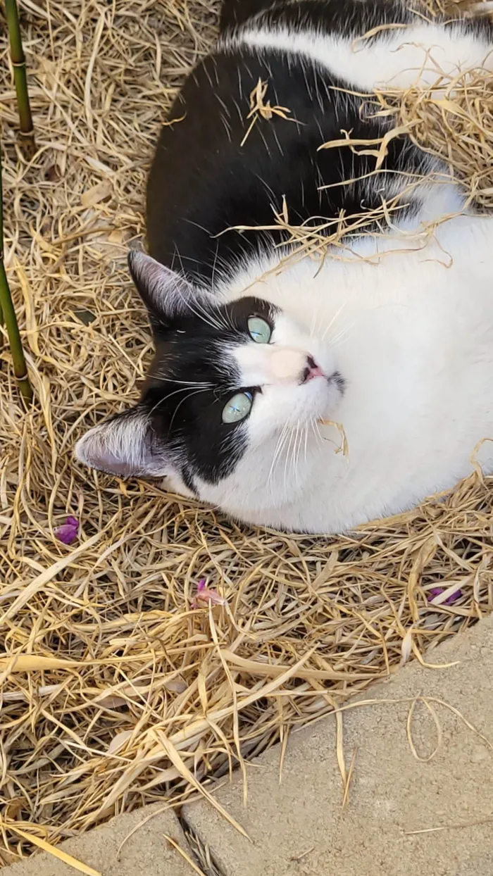 Gato ra a SRD-ViraLata idade 4 anos nome SAzuke (SASK)