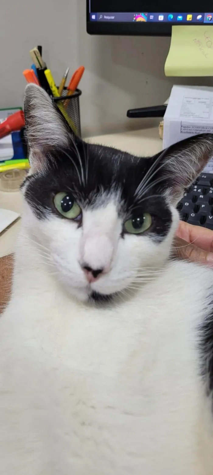 Gato ra a SRD-ViraLata idade 4 anos nome SAzuke (SASK)