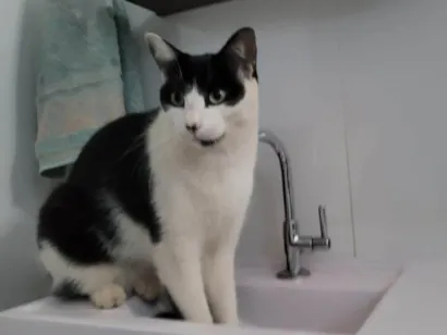 Gato raça SRD-ViraLata idade 4 anos nome SAzuke (SASK)