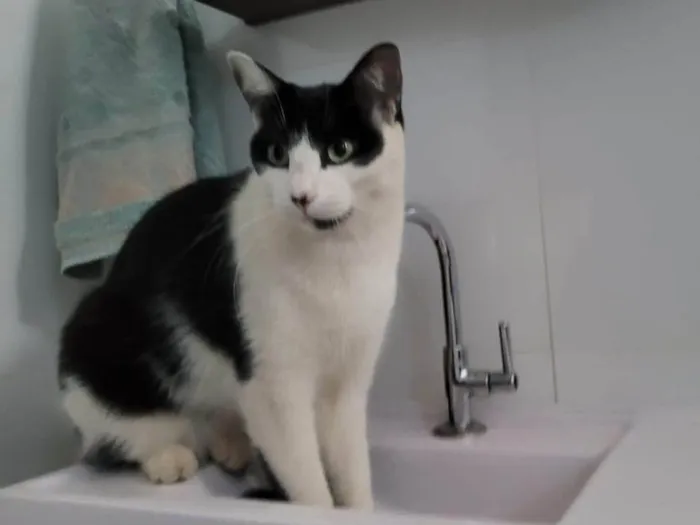 Gato ra a SRD-ViraLata idade 4 anos nome SAzuke (SASK)