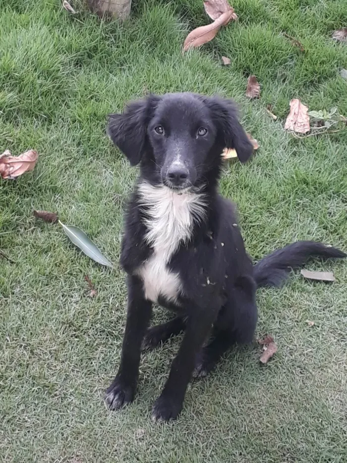 Cachorro ra a Perdigueiro idade 7 a 11 meses nome Ñ tem nome 