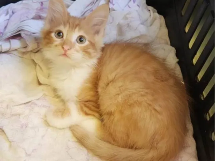 Gato ra a SRD-ViraLata idade 2 a 6 meses nome Fred