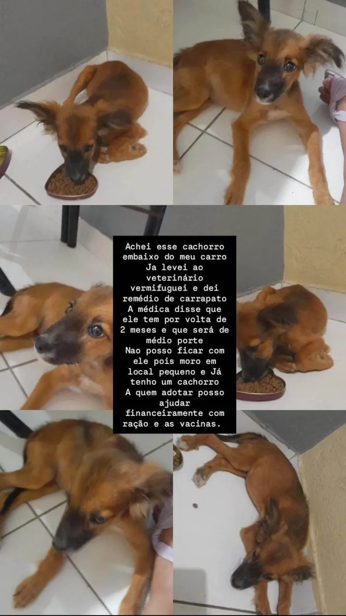 Cachorro ra a SRD-ViraLata idade 2 a 6 meses nome Mango