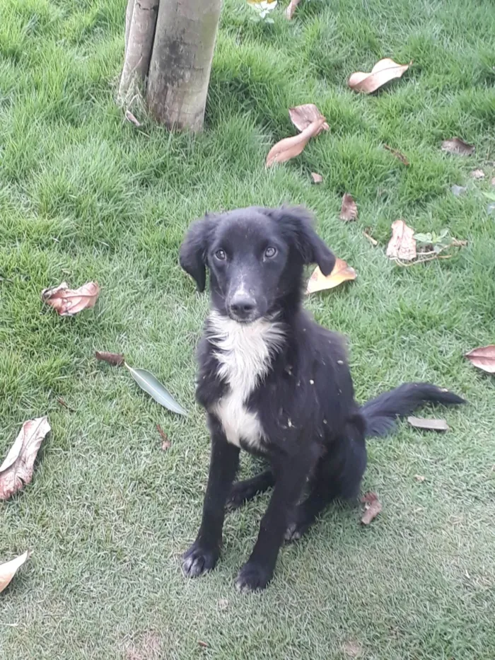 Cachorro ra a Perdigueiro idade 7 a 11 meses nome Ñ tem nome 